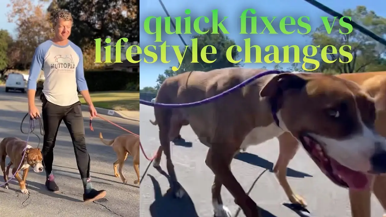 Noah Urbina dog videos on YouTube