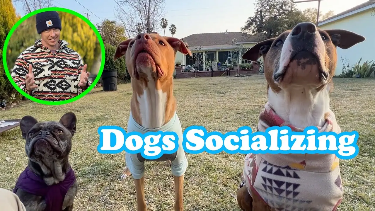 Noah Urbina dogs socializing